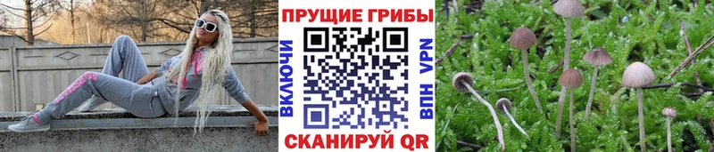 Купить где  Лыткарино  Псилоцибиновые грибы прущие грибы 